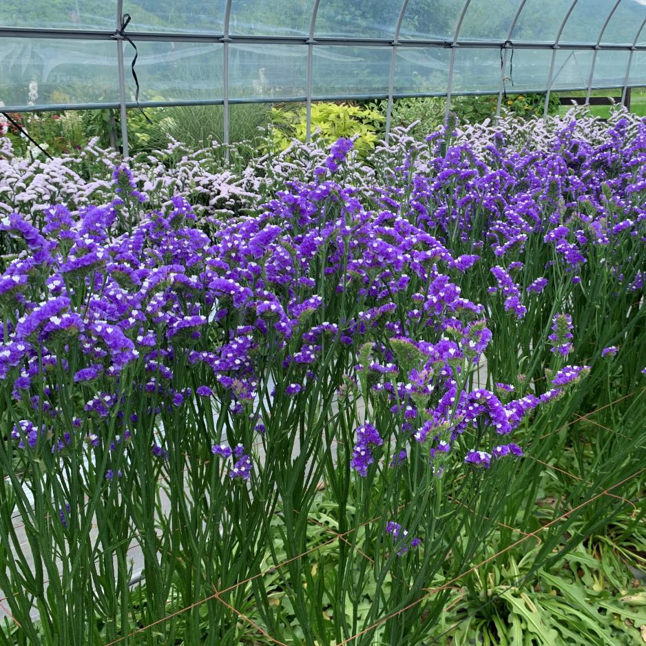 オルカパープル | 花き栽培のツボ | 福花園種苗株式会社